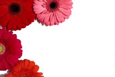 Gerbera çiçekleri farklı renkler, renkli arkaplan, flora konsepti