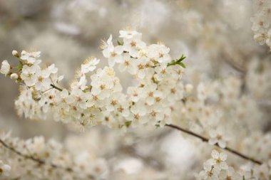 Kiraz ağacı çiçek açıyor, bahar mevsimi, çiçekli arka plan