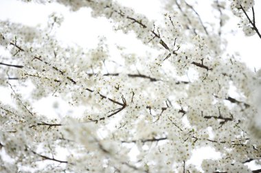 Kiraz ağacı çiçek açıyor, bahar mevsimi, çiçekli arka plan