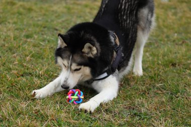 Köpek dışarıda bir top oyuncağıyla oynuyor, iri yarı mutlu.