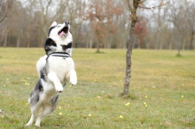 Husky köpek dışarı atlama, evcil hayvan etkinliği