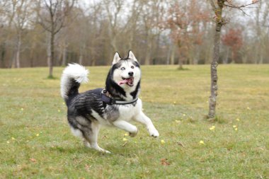 Köpek dışarıda bir top oyuncağıyla oynuyor, iri yarı mutlu.