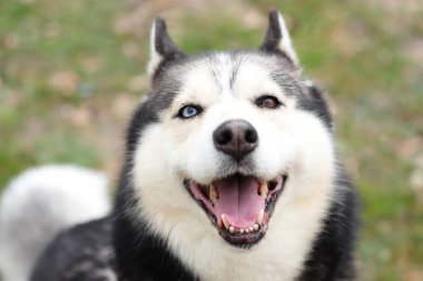 Husky portresi, evcil hayvan yüzü.