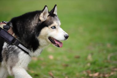 Husky köpek dışarıda oynuyor, evcil hayvanın aktivitesi