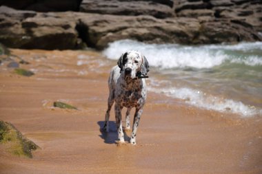 İngiliz işaret köpeği, evcil hayvan doğanın dışında.