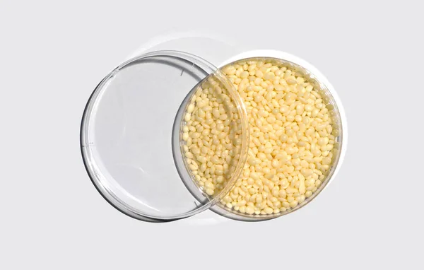 Candelilla Wax Vasul Petri Capac Plastic Masa Laborator Albă Ingredient — Fotografie, imagine de stoc