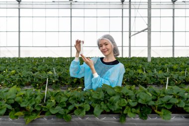 Caucasian female fruit researcher in isolation gown and disposable polyester synthetic fiber Hairnet holding Urea in PET preform bottle while working in indoor strawberries farm.