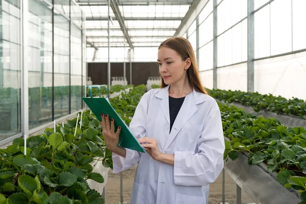 stock image Caucasian female botanical scientist observes growing organic strawberry in farm while holding  clipboard. Working atmosphere in indoor strawberries farm. The concept of growing organic vegetables.