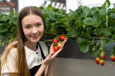 Genç bir kadının güneş ışığı altındaki bir seranın koruyucu, yaprak dolu sınırları içinde taze çilek topladığını gösteren canlı bir görüntü..