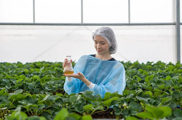 A diligent woman in isolation gown and hairnet holding Erlenmeyer flask with yellow chemical while working in indoor strawberries farm. The concept of growing organic vegetables.