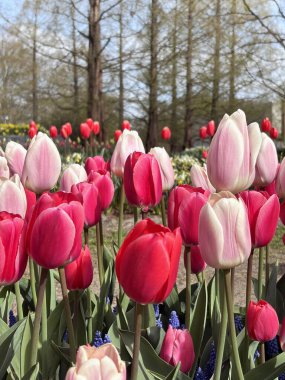 Dünyanın en büyük çiçek bahçesindeki atmosfer tamamen çiçek açmış. HOLAND Lale Festivali 2025