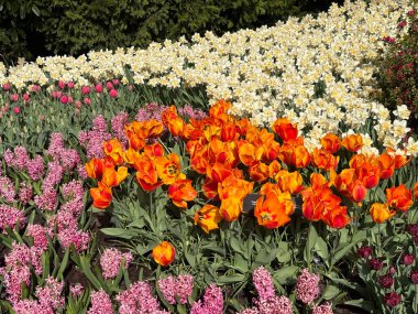 Çiçeklerin renkli bir görüntüsü parlak turuncu laleyi pembe sümbül ve beyaz nergis arasında sergiliyor. Bu pitoresk bahçe baharın güzelliğini ve canlılığını yansıtıyor..