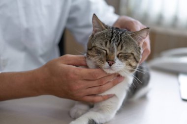 Bir insan, rahat, sıcak ve kapalı bir ortamda rahat bir kediyi okşuyor. Kedi memnun görünüyor, rahatça yuvalanırken ilginin tadını çıkarıyor..