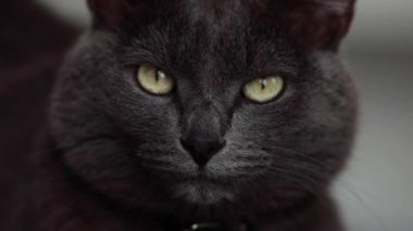 Koyu gri gözlü bir kedi çerçeveye bakıyor.