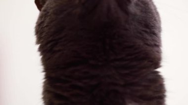 Koyu gri gözlü bir kedi yukarı bakar ve dudaklarını yavaş çekimde yalar.