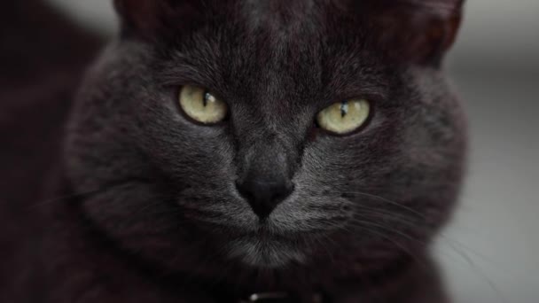 Gato Cinza Escuro Com Olhos Verdes Olha Para Moldura — Vídeo de Stock