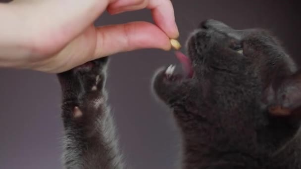 Pisică Gri Închis Ochii Verzi Linge Fericit Pastilă Din Mâna — Videoclip de stoc