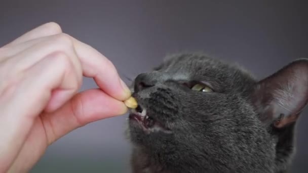 Ciemnoszary Kot Zielonymi Oczami Szczęśliwie Zlizuje Pigułkę Ręki Człowieka — Wideo stockowe