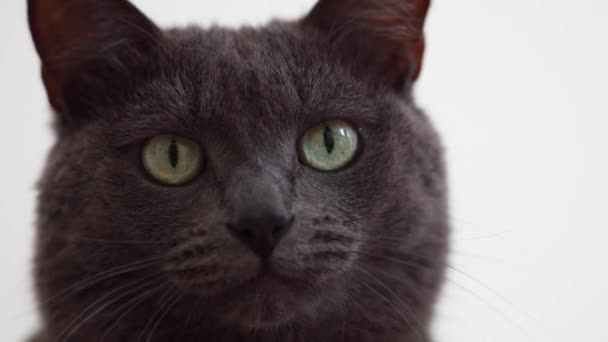 Gato Cinza Escuro Com Olhos Verdes Olha Volta Lambe Lábios — Vídeo de Stock