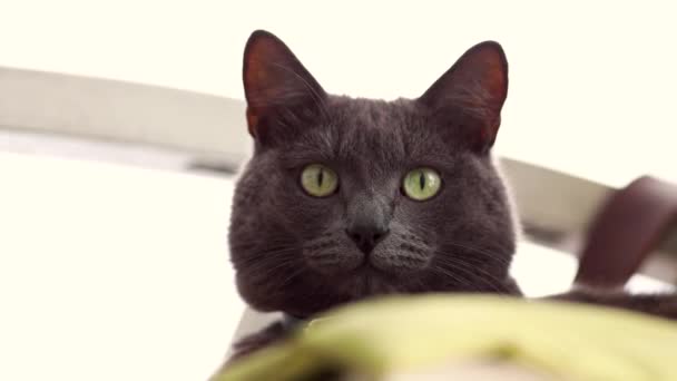 Gato Gris Oscuro Con Ojos Verdes Mira Fijamente Marco — Vídeos de Stock