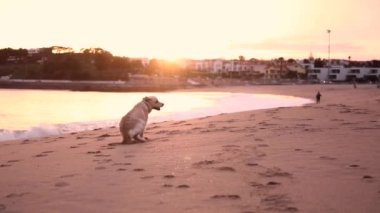 Büyük bir golden retriever köpeği okyanusun kıyısındaki kumlu bir sahilde oturur ve güneşin batışını seyreder, sonra arkasına döner ve kameraya doğru koşar. Yavaş çekim videosu