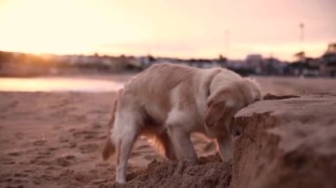 Büyük bir golden retriever köpeği gün batımında kumlu bir okyanus kıyısında çukur kazıyor. Yavaş çekim videosu. Yüksek kaliteli FullHD görüntüler