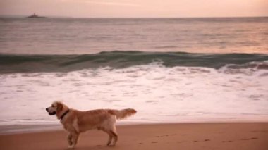 Büyük bir golden retriever köpeği kumlu bir okyanus kıyısında gün batımında dalgalara karşı güzelce koşar. Yavaş çekim videosu