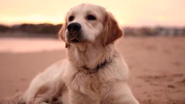 Okyanusta sopayla oynayan büyük, dost canlısı bir köpek. Sıcak gün batımı atmosferi. Golden Retriever.
