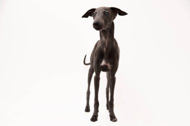 İtalyan tazısı. Beyaz arka planda izole edilmiş şirin bir köpek yavrusunun portresi. Yüksek kaliteli stüdyo fotoğrafı.