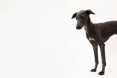 İtalyan tazısı. Beyaz arka planda izole edilmiş şirin bir köpek yavrusunun portresi. Yüksek kaliteli stüdyo fotoğrafı.