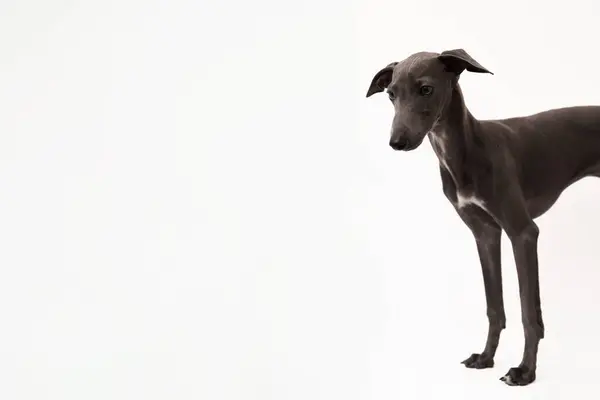 Italian Greyhound Portrait Cute Puppy Isolated White Background High Quality — Stock Photo, Image
