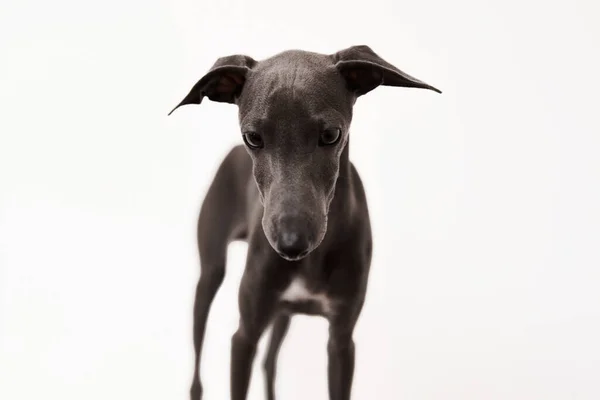 Italian Greyhound Portrait Cute Puppy Isolated White Background High Quality Stock Picture