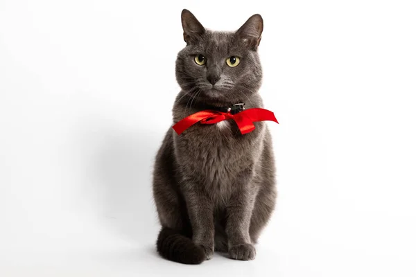 Beautiful Gray Cat Red Bow Its Neck Sits White Background — Stock Photo, Image