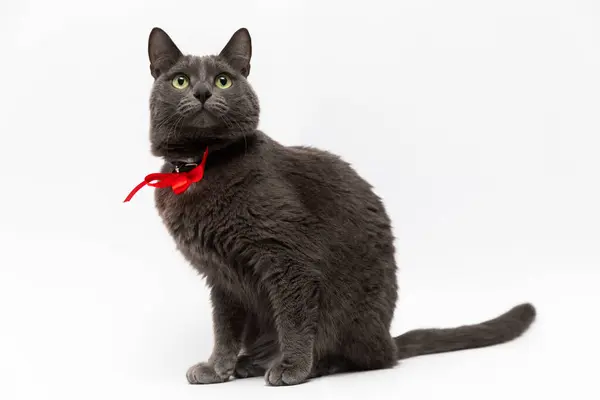 首の周りに赤い弓を持つ美しい灰色の猫は 全長の優雅なポーズで白い背景に座っています — ストック写真