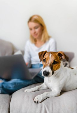 Evde evcil hayvanla internet işi. Şirin köpek Jack Russell ön planda dizüstü bilgisayarında çalışan sahibinin yanında yatıyor.