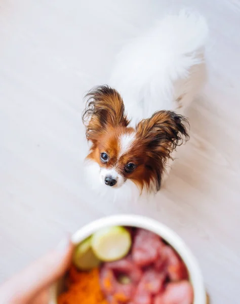 Собака Смотрит Тарелку Натурального Мяса Собачьего Корма Кухне — стоковое фото