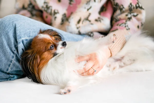 Симпатичная Собака Лежит Диване Рядом Женщиной Наслаждается Отдыхом Вниманием Заботой — стоковое фото