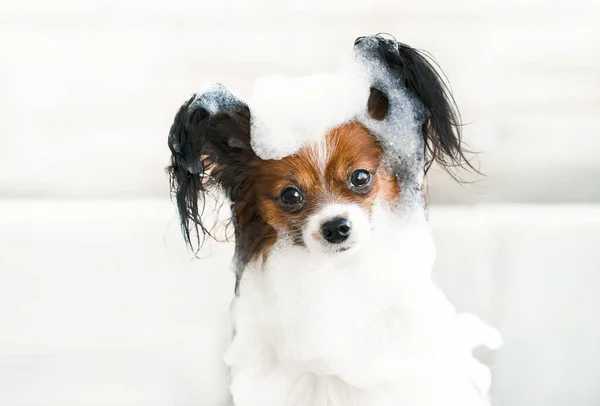 Симпатичный Портрет Собаки Крупным Планом Ванной Комнате Шампуне Уход Собаками — стоковое фото
