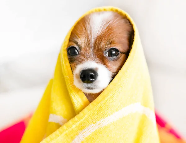 Close Portrait Dog Towel Light Background Grooming Dog Care Immagini Stock Royalty Free