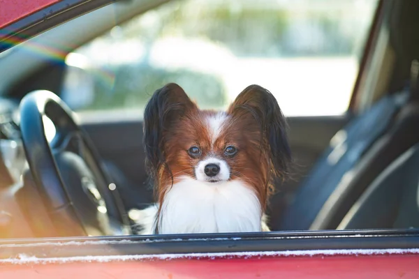 Close Portrait Small Long Haired Dog Drivers Seat Car Looks Fotos de stock