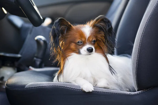 Close Portrait Small Long Haired Dog Lies Drivers Seat Car Stockfoto