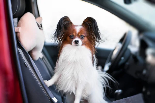 Маленький Длинноволосый Портрет Собаки Автомобильном Кресле Стоит Смотрит Вперед — стоковое фото