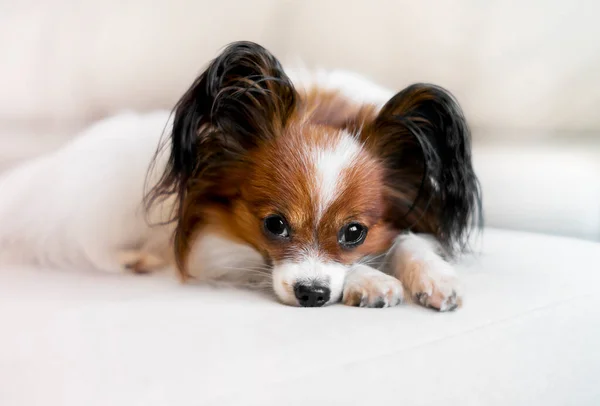 Cute Dog Lies Light Sofa White Wall Fotos de stock libres de derechos