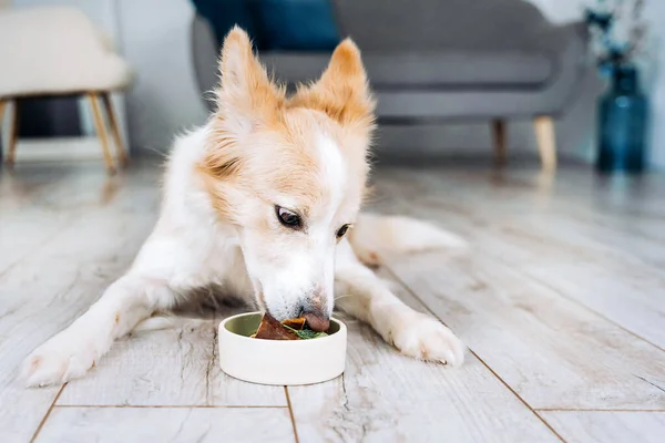 Border Collie Dog Lies Apartment Eats Natural Meat Food Stockbild