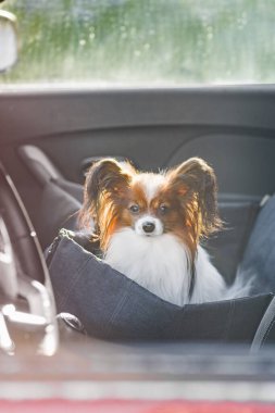 A small dog sits in a dog seat on the front of the car and travels