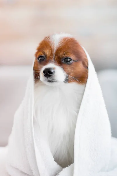 Close-up portrait of a dog in a towel on a light background. Grooming and dog care