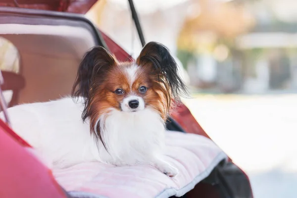 Cute Little Dog Lies Back Shelf Car Open Trunk Looks Stockfoto