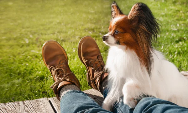 Cute Papillon Dog Lies Owners Legs Green Grass Sunny Day Stockbild