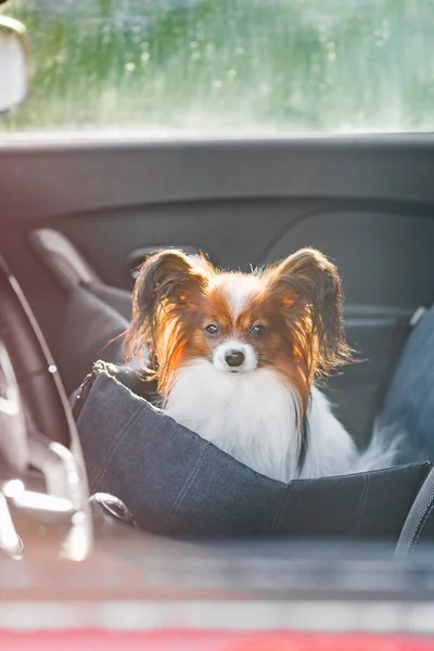 Small Dog Sits Dog Seat Front Car Travels Fotografia Stock