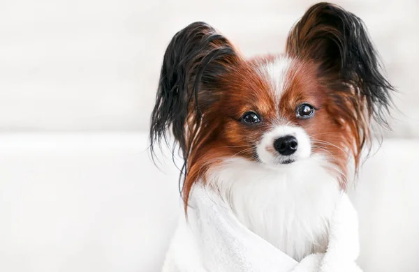Cute Dog Close Portrait Bathroom Towel Grooming Dog Care Copy Immagini Stock Royalty Free